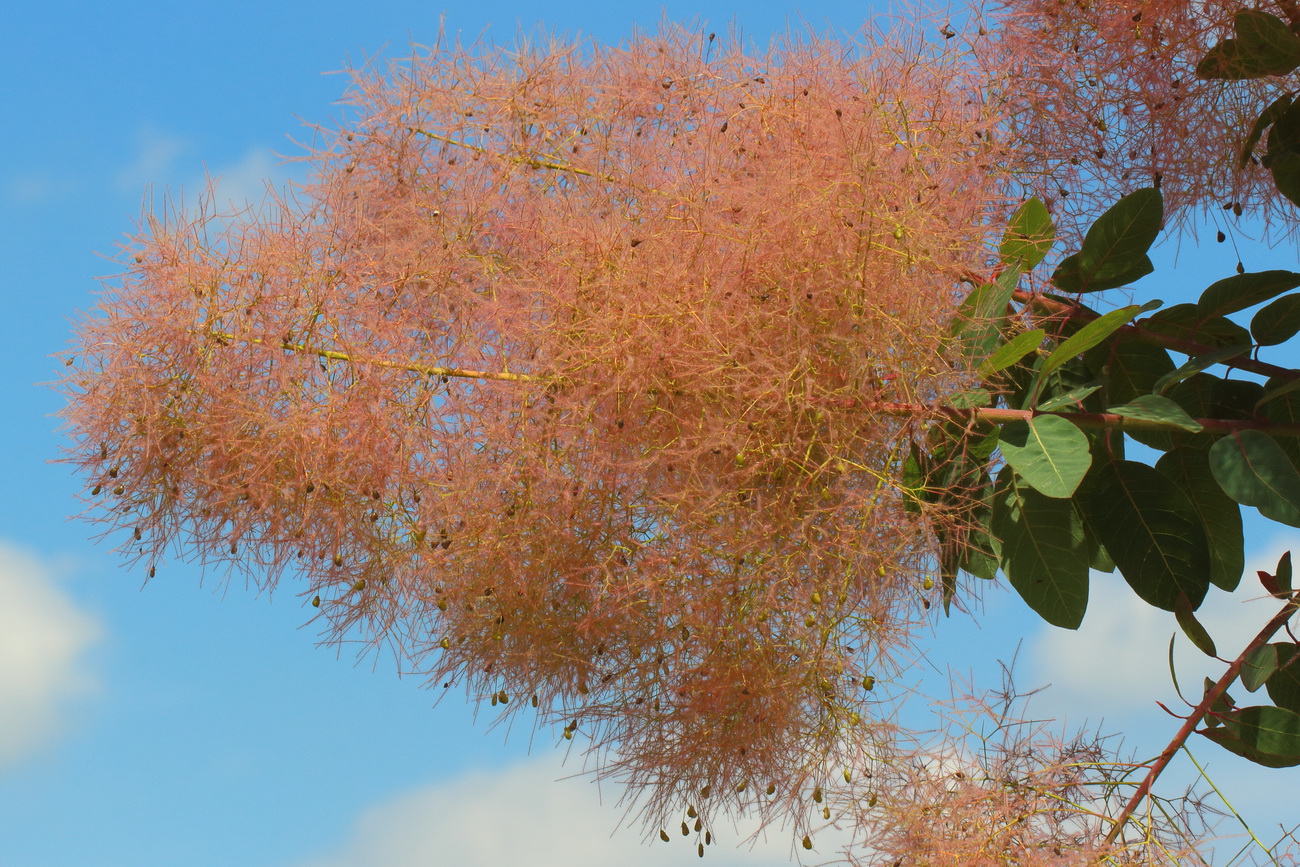 Image of Cotinus coggygria specimen.
