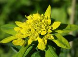 Euphorbia pilosa