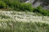 Clematis lathyrifolia