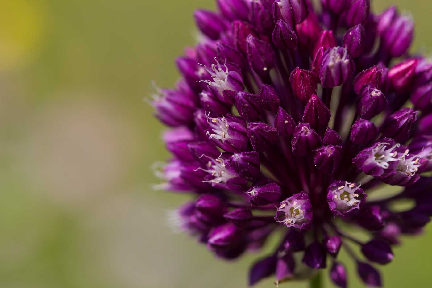 Изображение особи Allium rotundum.