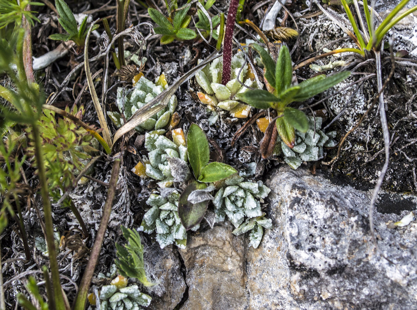 Изображение особи Saxifraga cartilaginea.