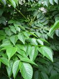 Aralia elata