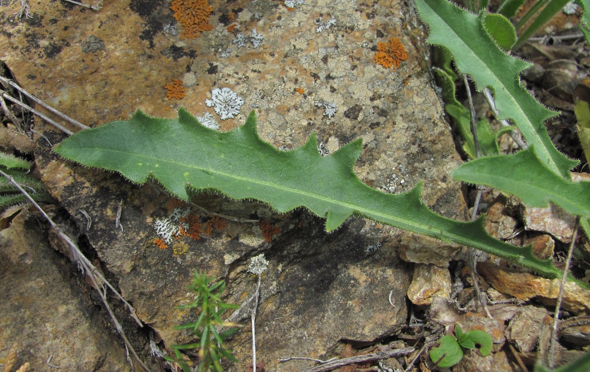 Image of Leontodon caucasicus specimen.