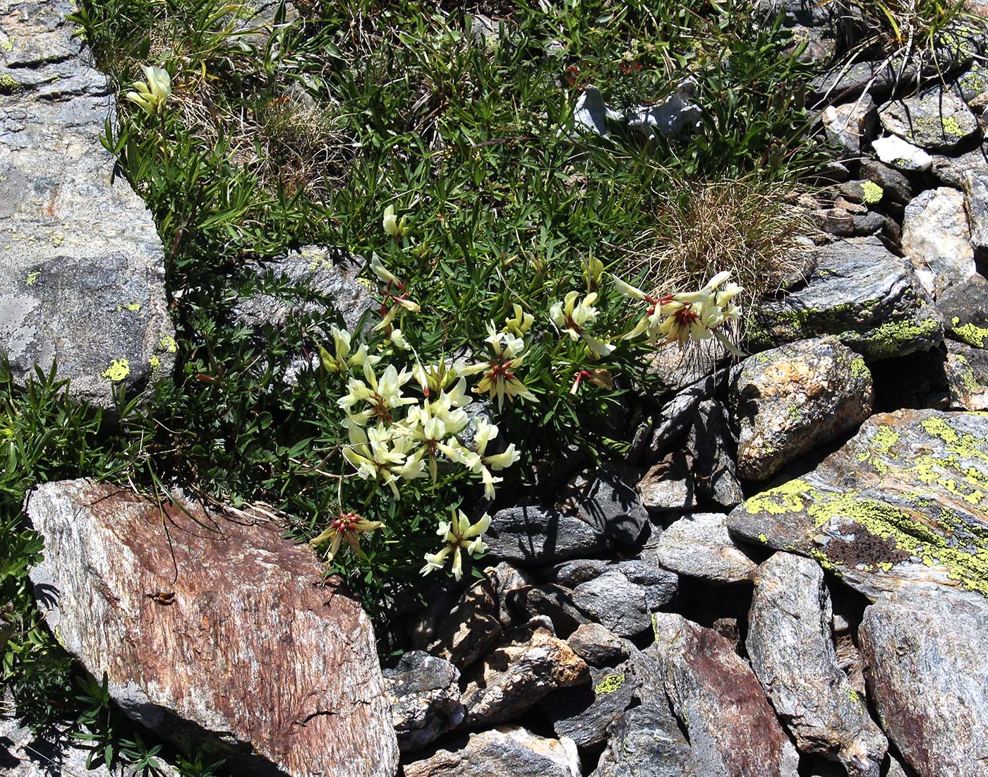 Изображение особи Trifolium polyphyllum.