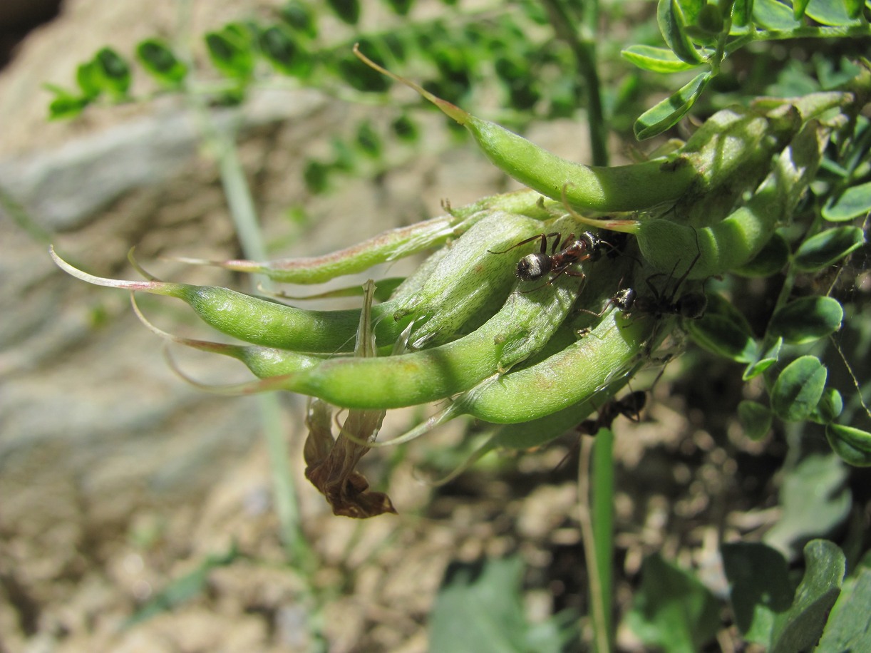 Изображение особи Astragalus demetrii.