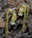 Hypopitys monotropa