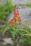 Lachenalia aloides