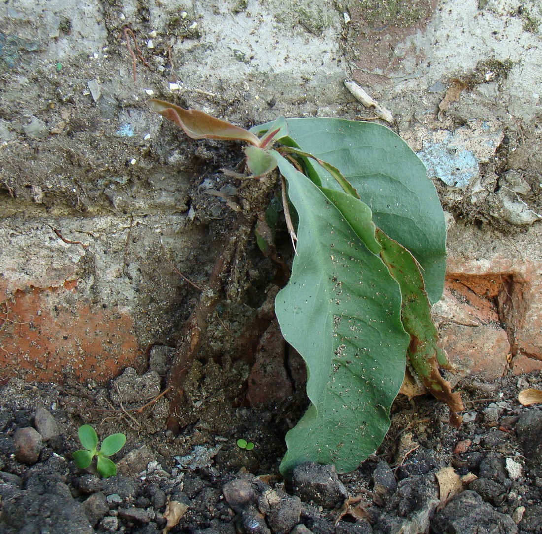 Image of Limonium scoparium specimen.