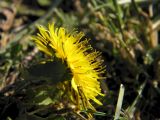 Taraxacum tenellisquameum