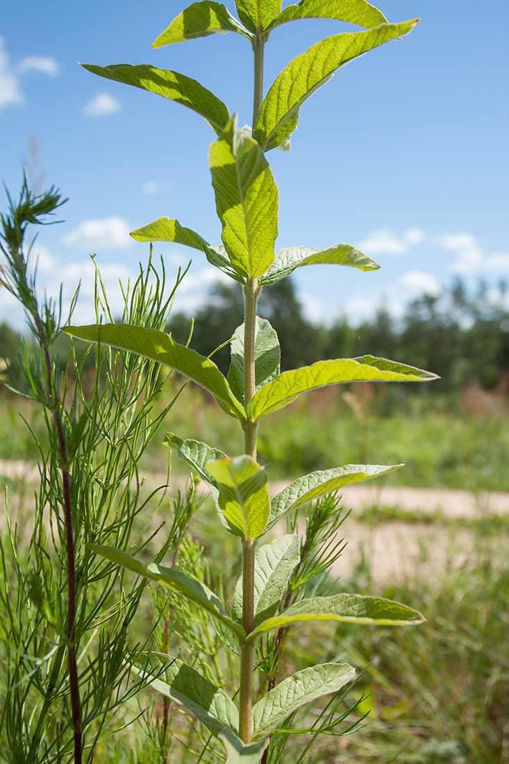 Image of Lysimachia vulgaris specimen.