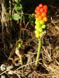 Arum elongatum. Плодоносящее растение. ЮЗ Крым, Варнутская долина, окр. с. Резервное, заросли кустарников на лесной опушке. 31.07.2017.