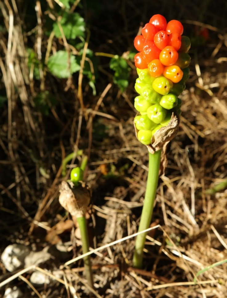 Изображение особи Arum elongatum.