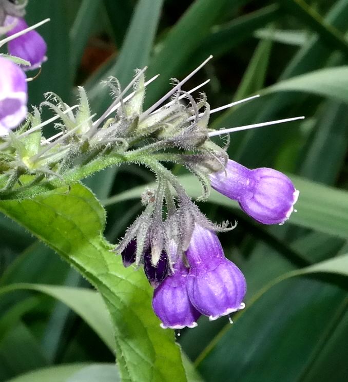 Изображение особи Symphytum officinale.