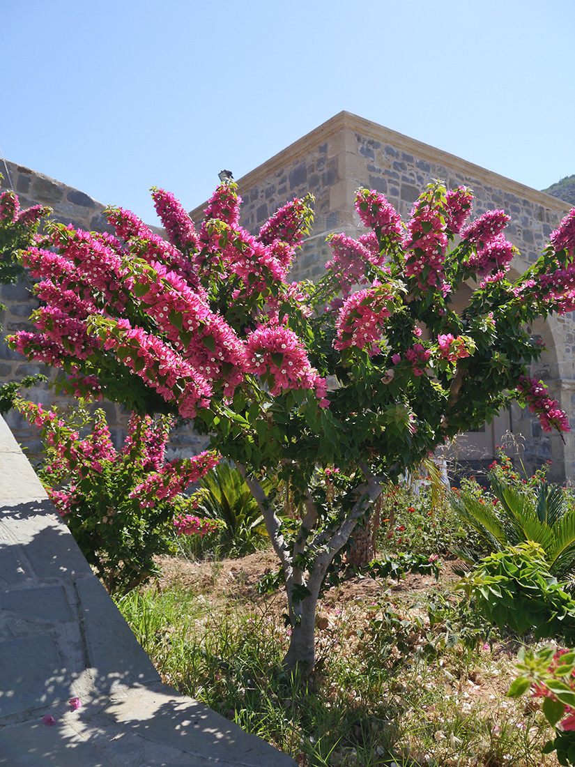 Image of genus Bougainvillea specimen.