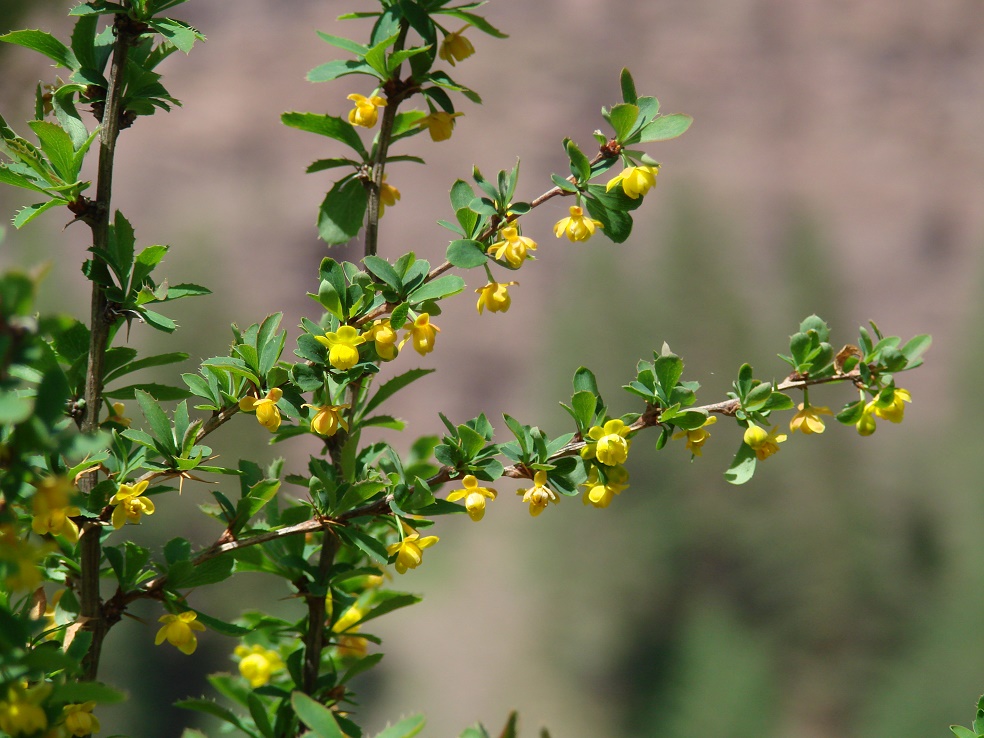 Изображение особи Berberis sibirica.