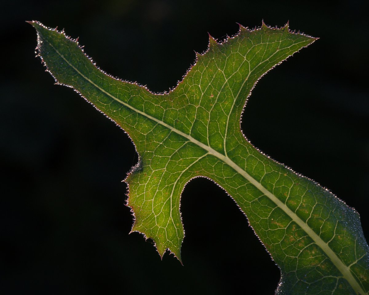 Изображение особи Lactuca serriola.