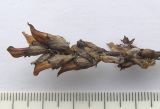 Pedicularis caucasica