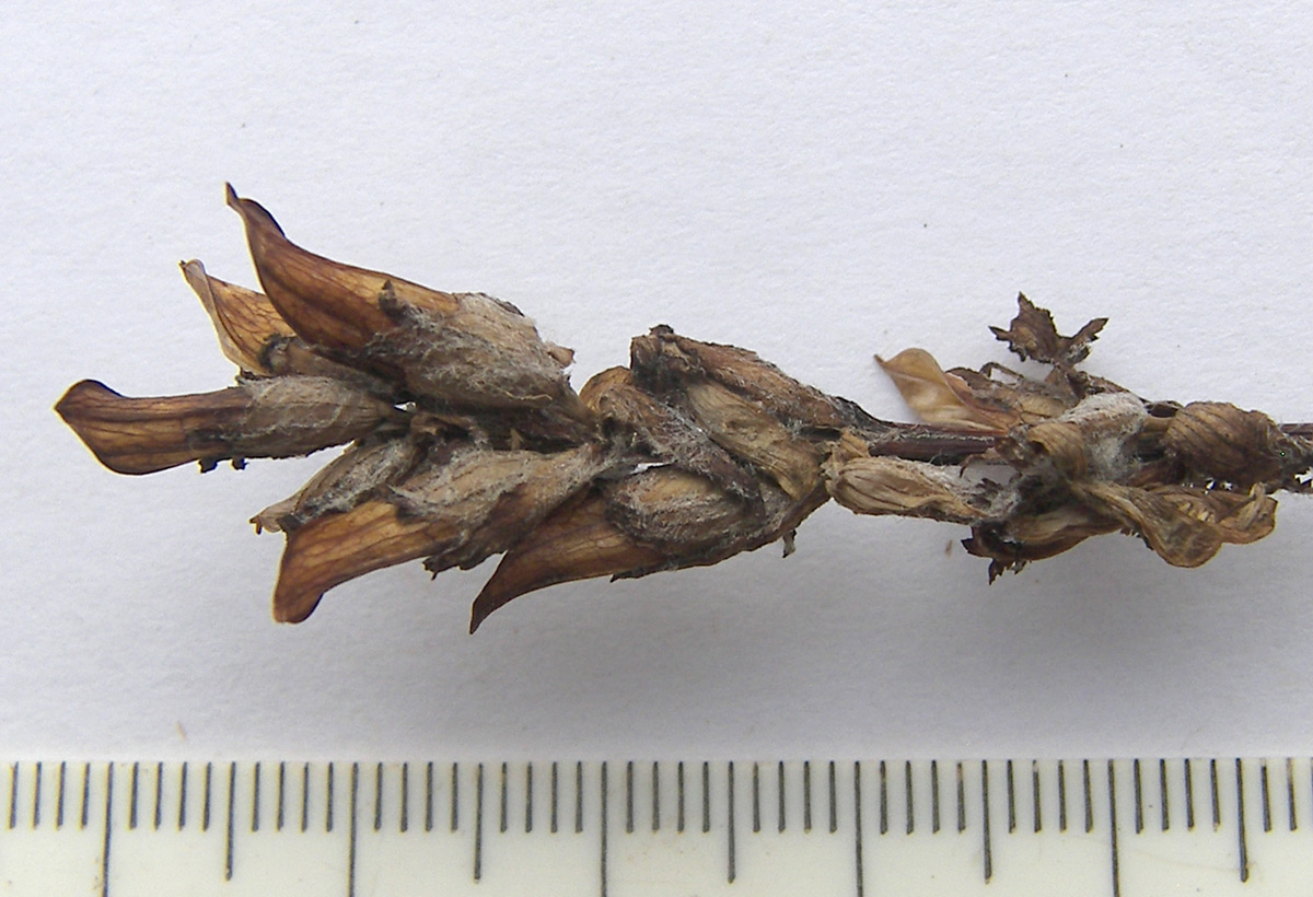 Image of Pedicularis caucasica specimen.