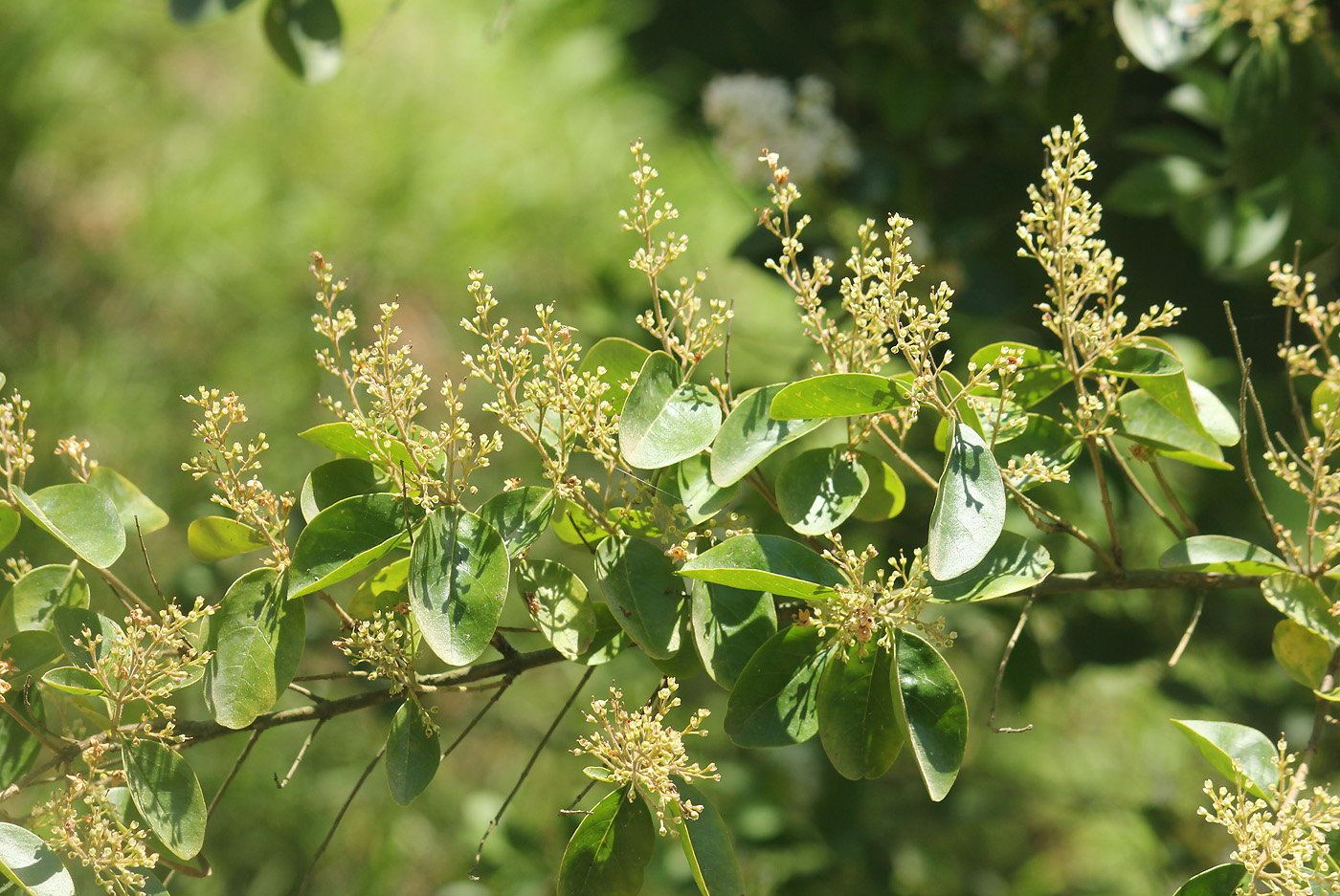 Изображение особи Ligustrum lindleyi.