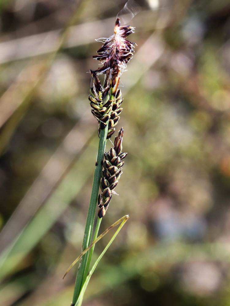 Изображение особи Carex bigelowii.