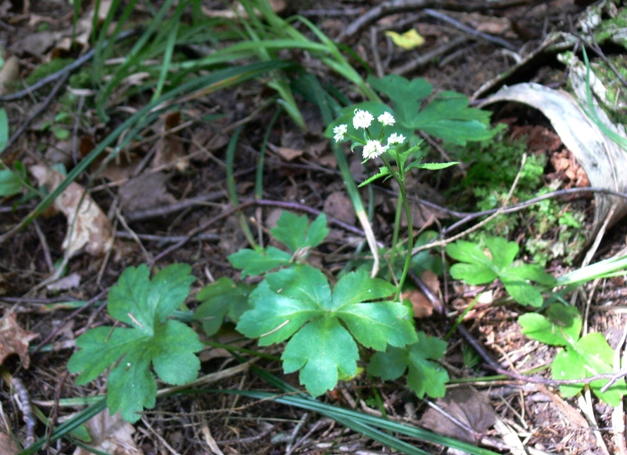 Изображение особи Sanicula europaea.