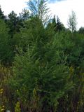 Larix sibirica. Молодое дерево. Беларусь, Гродненская обл., Новогрудский р-н, Брольникский сельсовет, окр. дер. Примень, искусственные посадки лиственницы. 19.08.2015.