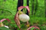 Cypripedium &times; ventricosum