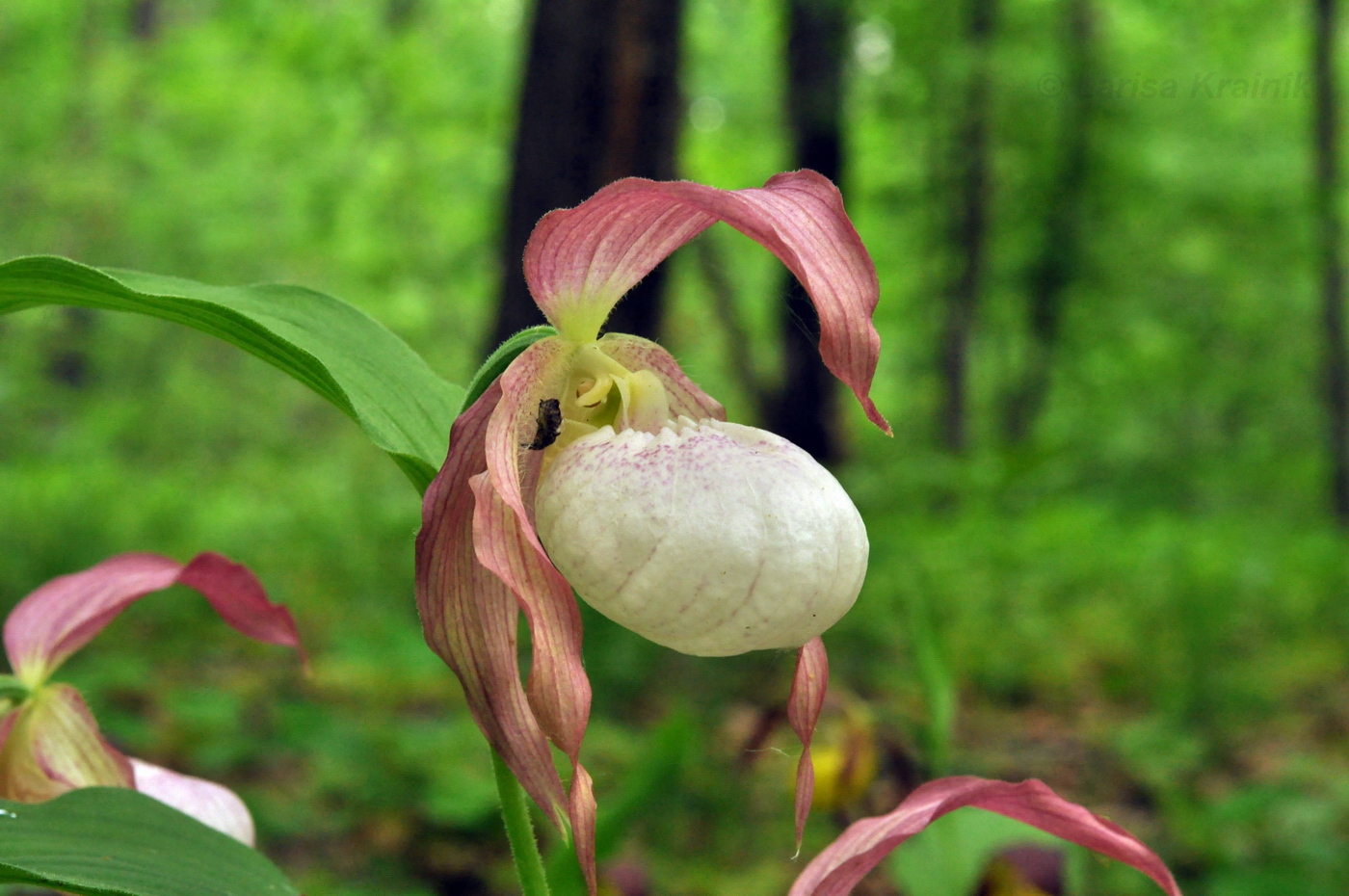 Изображение особи Cypripedium &times; ventricosum.