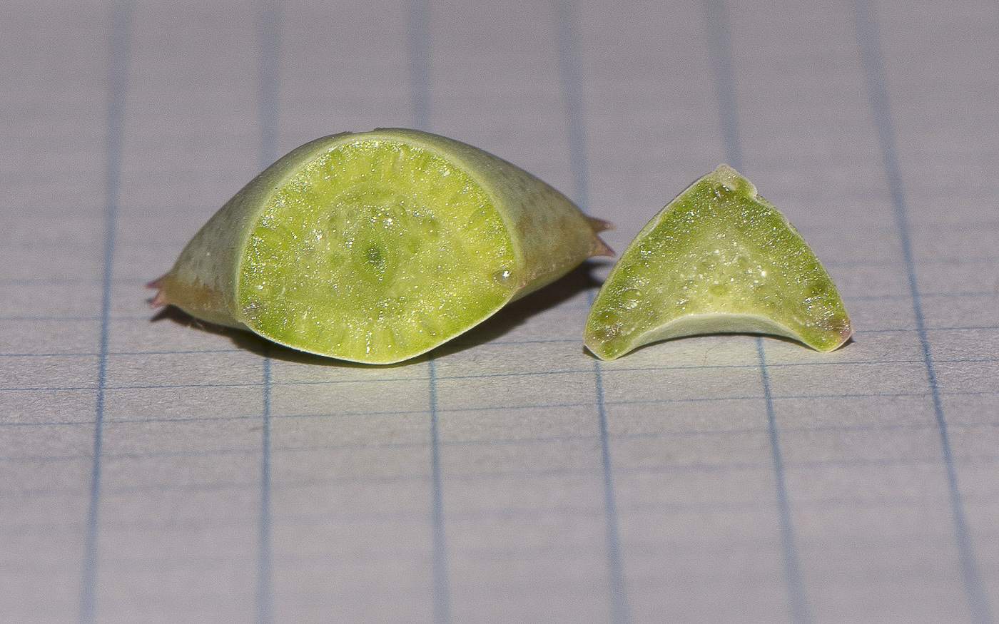 Image of Ruschia perfoliata specimen.