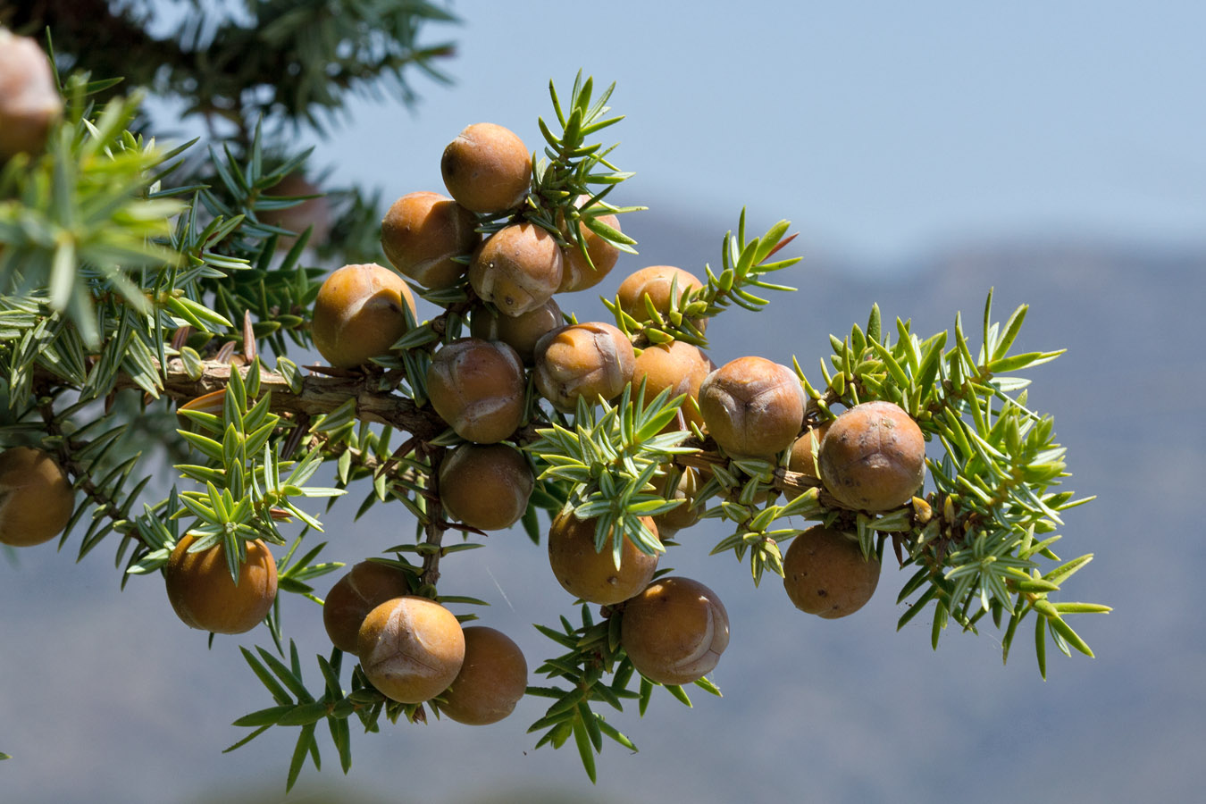 Изображение особи Juniperus oxycedrus ssp. macrocarpa.