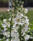 Verbascum phoeniceum. Часть соцветия. Пермский край, г. Пермь, Кировский р-н, цветочная клумба у административного здания, в культуре. 18.06.2017.