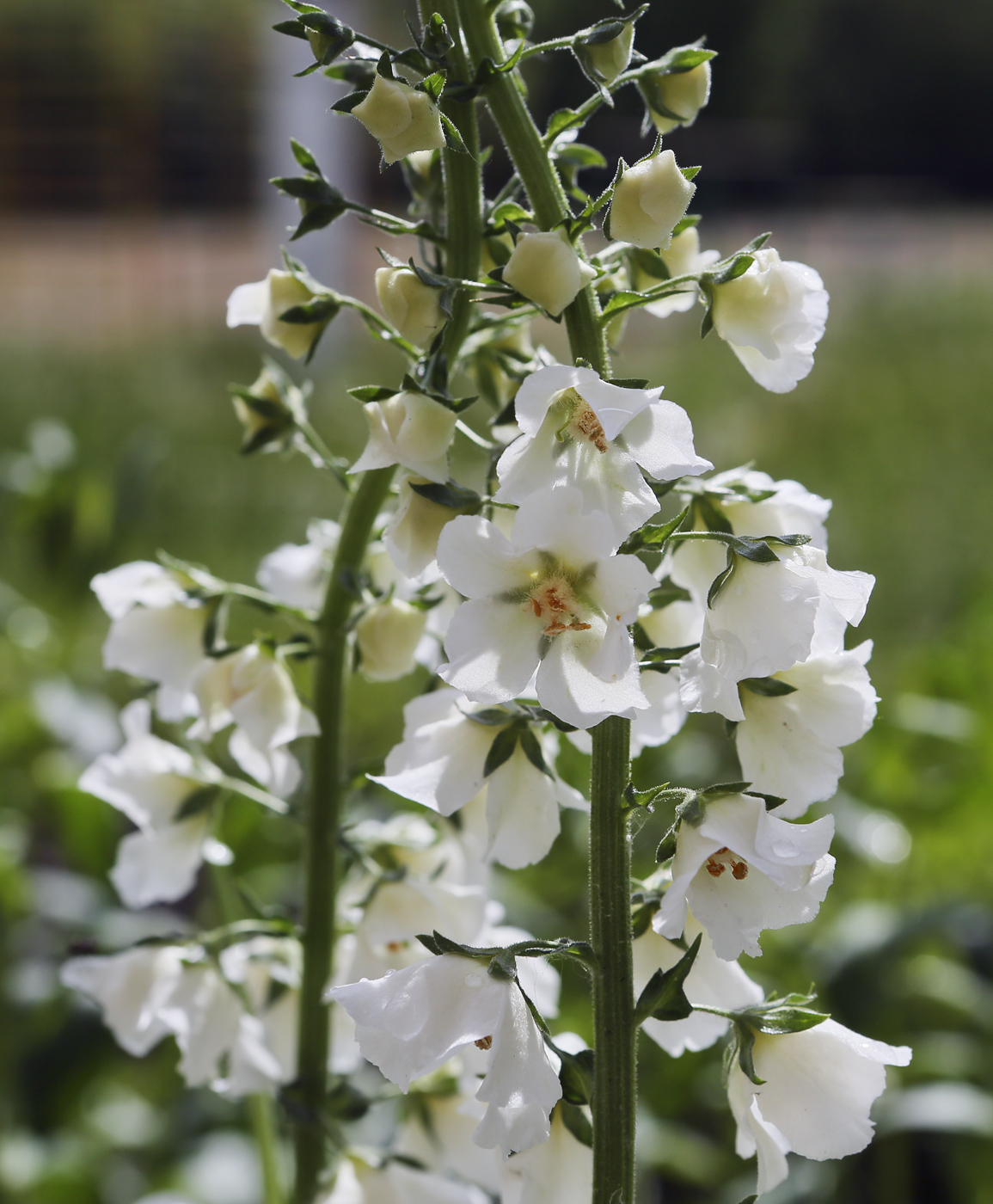 Изображение особи Verbascum phoeniceum.