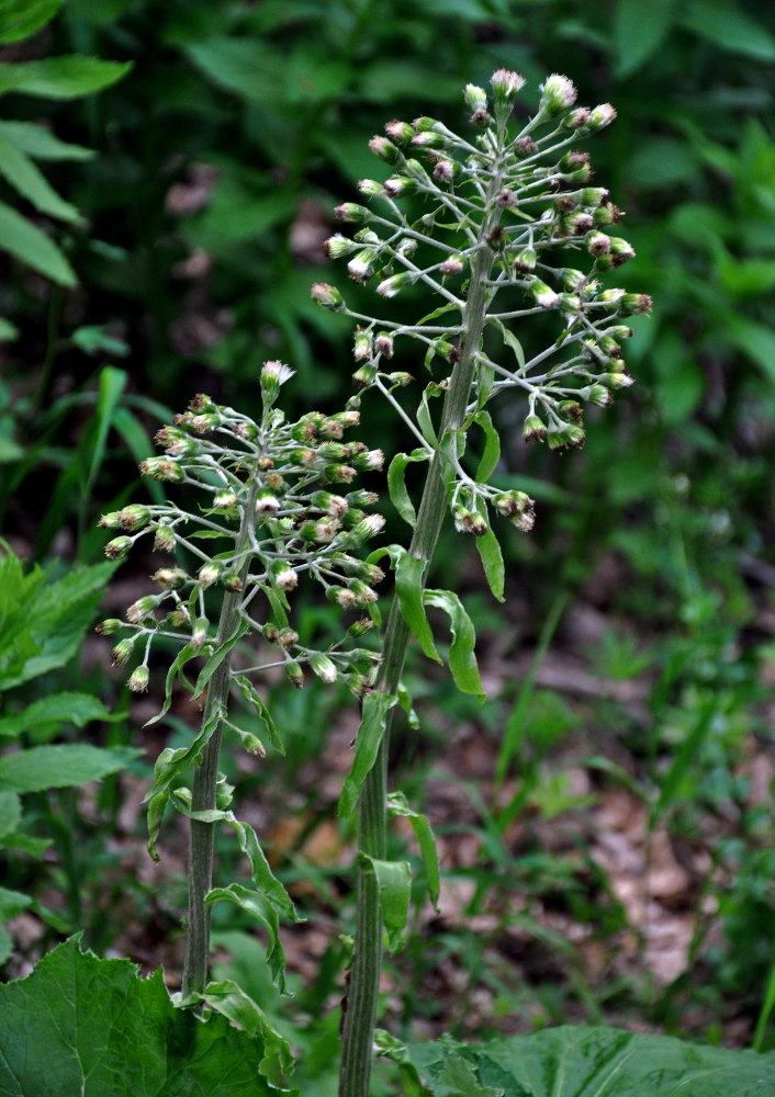 Image of Petasites albus specimen.