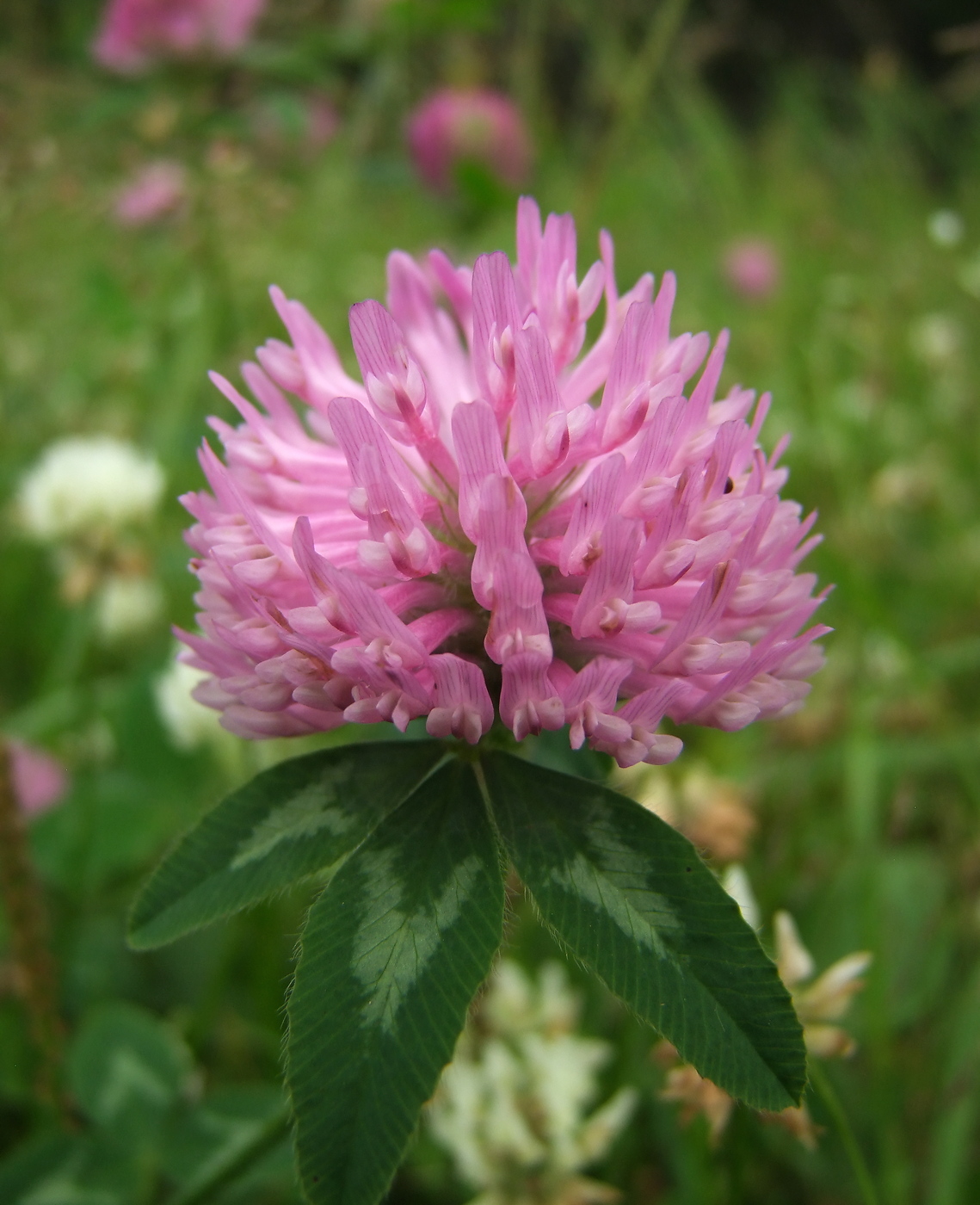 Изображение особи Trifolium pratense.