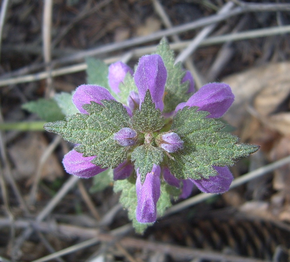 Image of Lamium maculatum specimen.