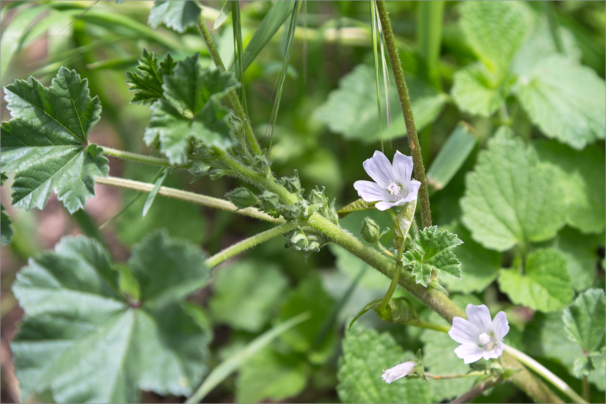 Изображение особи Malva neglecta.