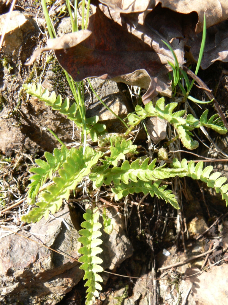 Image of Woodsia polystichoides specimen.