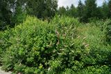 Spiraea &times; billardii