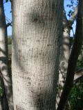 Juglans regia. Часть ствола. Ростовская обл., Азовский р-н, хутор Гусарева Балка, на границе садового участка. 02.05.2018.