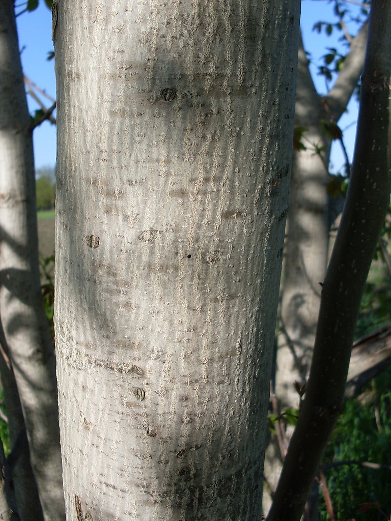 Image of Juglans regia specimen.