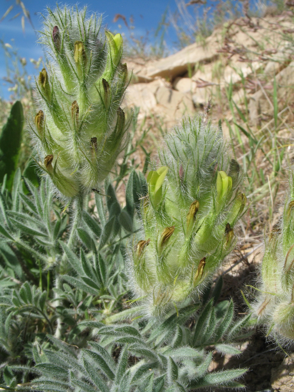 Изображение особи Astragalus stenocystis.