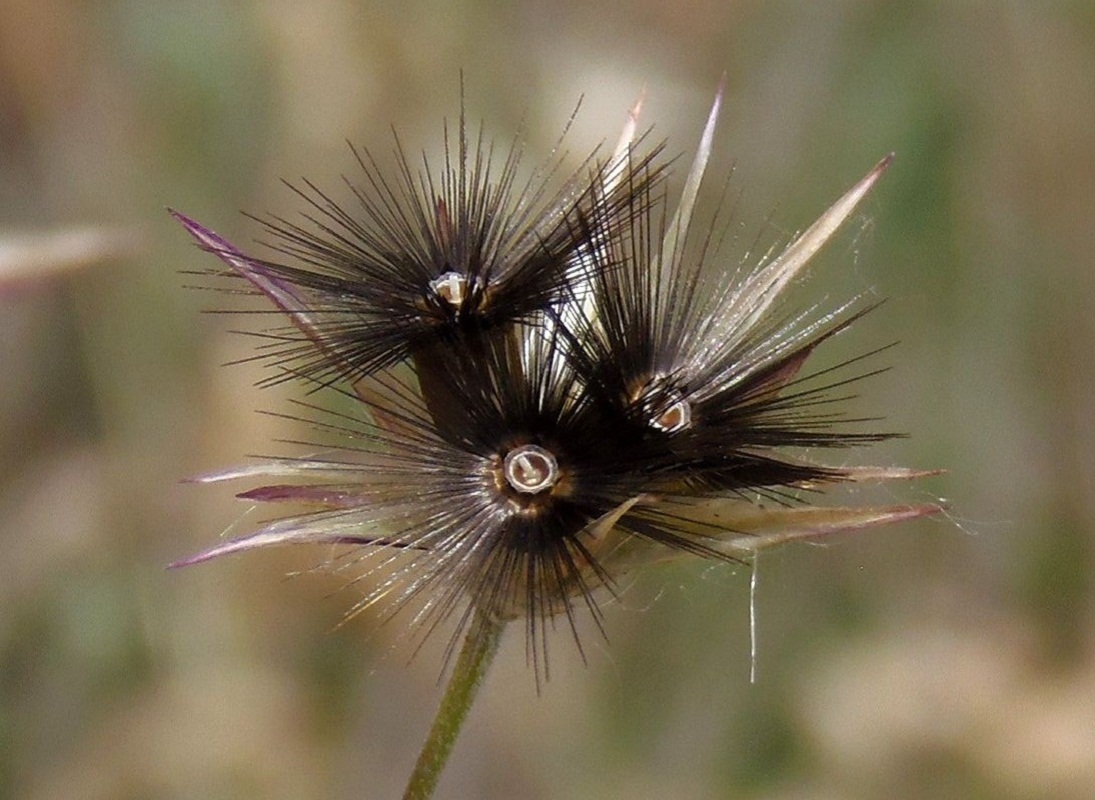 Image of Crupina vulgaris specimen.