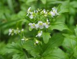 Cardamine amara. Соцветие; видны характерные фиолетовые пыльники. Московская обл., Одинцовский р-н, Звенигородская биостанция МГУ, в сыром овраге. 19.05.2018.