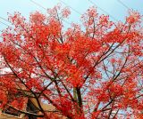 Brachychiton acerifolius