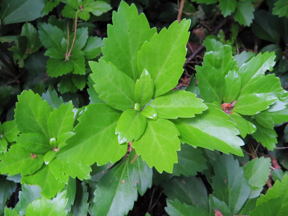 Изображение особи Pachysandra terminalis.