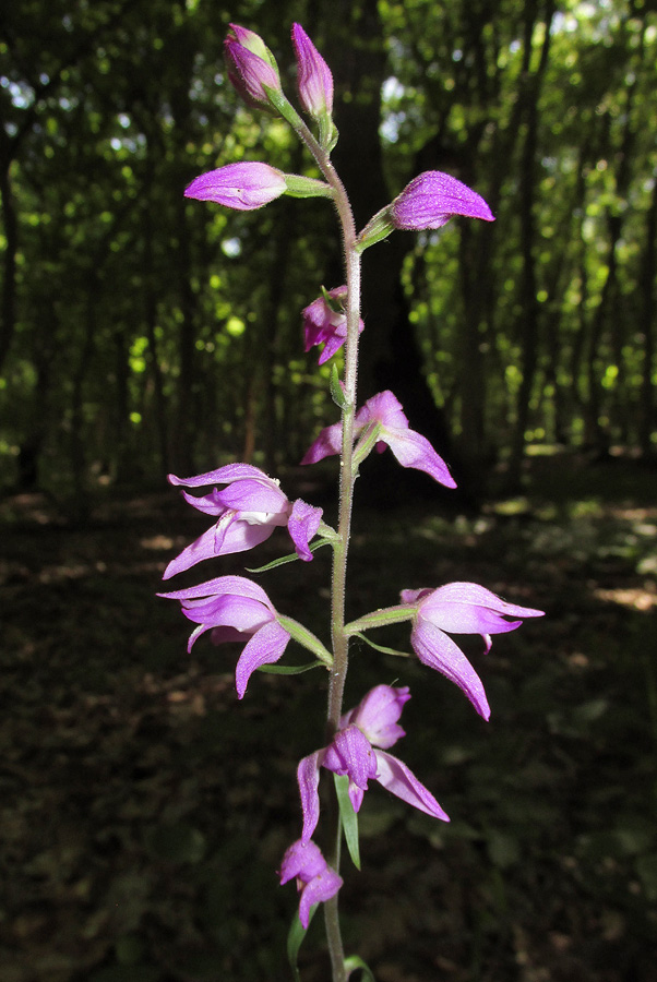 Image of Cephalanthera rubra specimen.