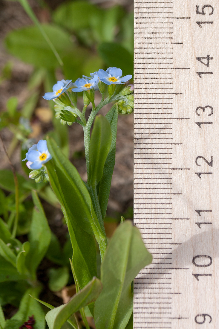 Изображение особи Myosotis lithuanica.