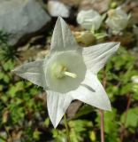 Campanula leskovii