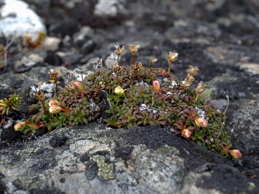 Изображение особи Diapensia lapponica.