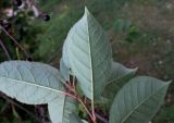 Padus virginiana